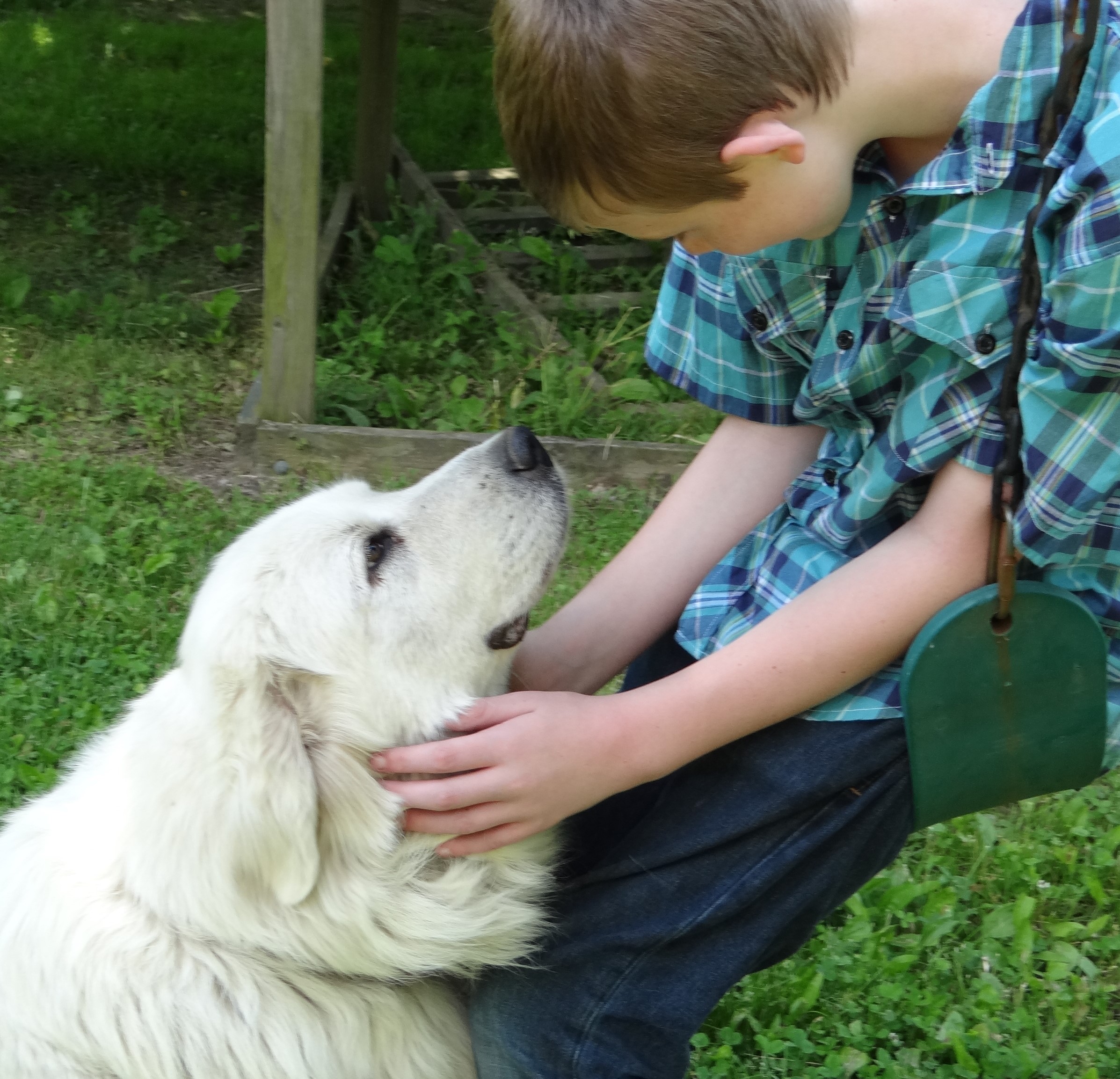 purina one dog food 28 day challenge