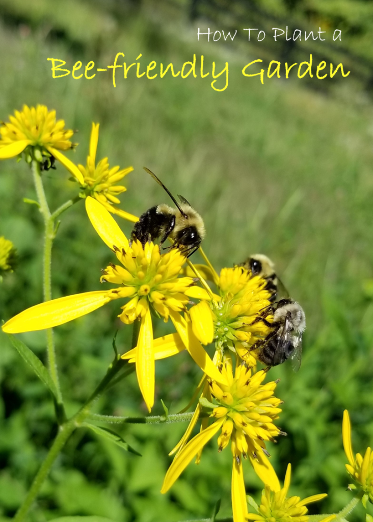 What Are BeeFriendly Plants? Plant a Bee Garden! Rural Mom