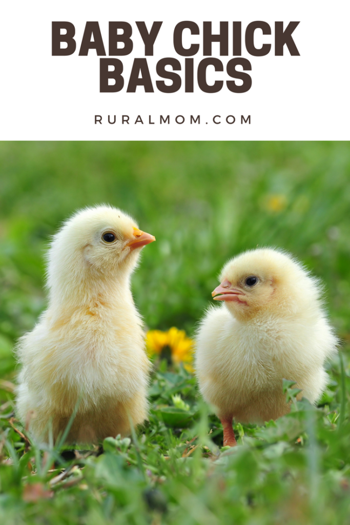 Baby Chick Basics Rural Mom