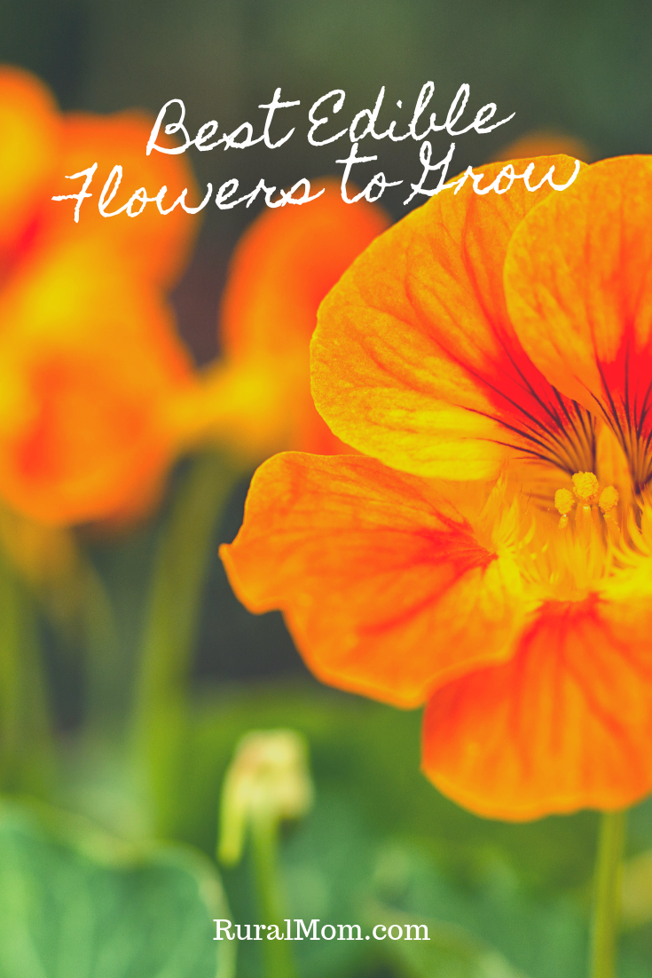 Best Edible Flowers to Grow in Your Garden Rural Mom