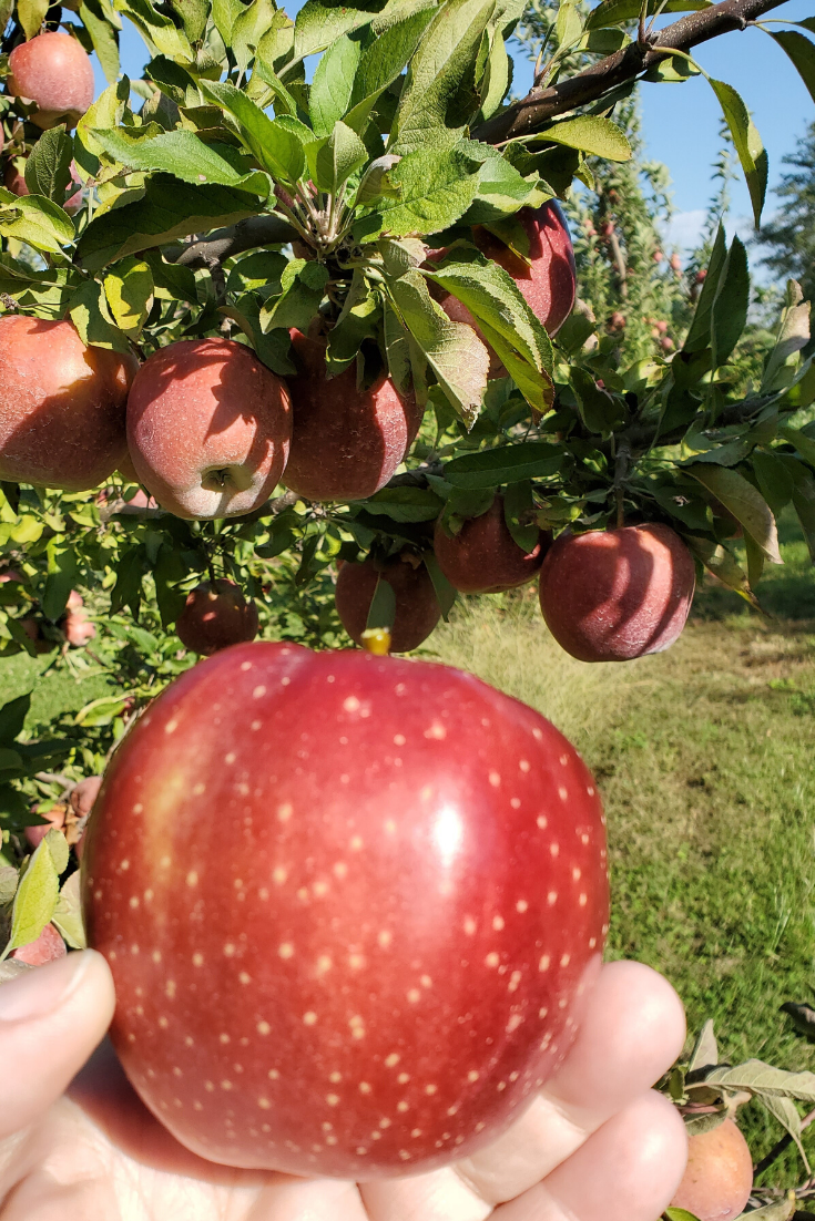 What are the best apples for baking What are the best apples for baking