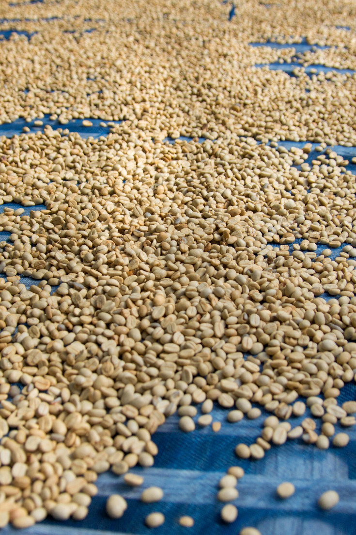 How Coffee Beans Grow Rural Mom