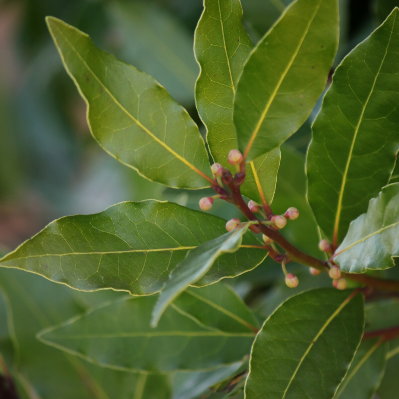 Steep This Health Benefits Of Bay Leaf Rural Mom