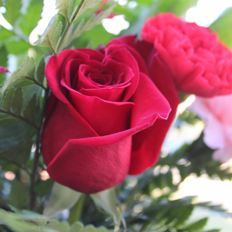 Caring for Valentine's Day Roses Rural Mom
