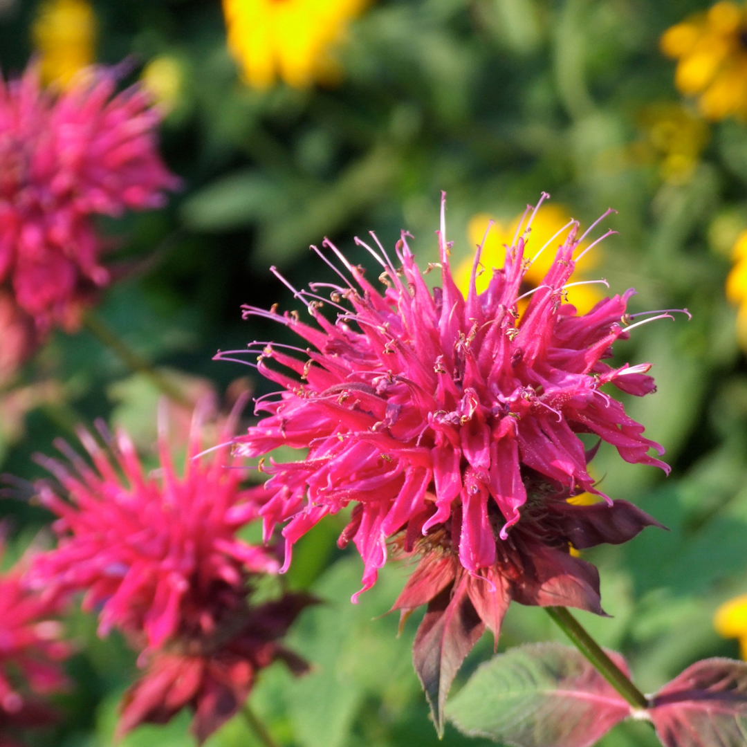 Why You Should Grow Bee Balm Rural Mom