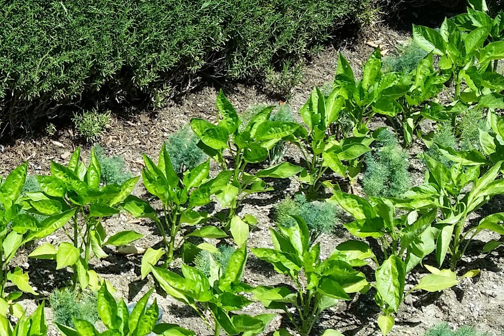 Plant a Vegetable Garden in 4 Easy Steps - Plant
