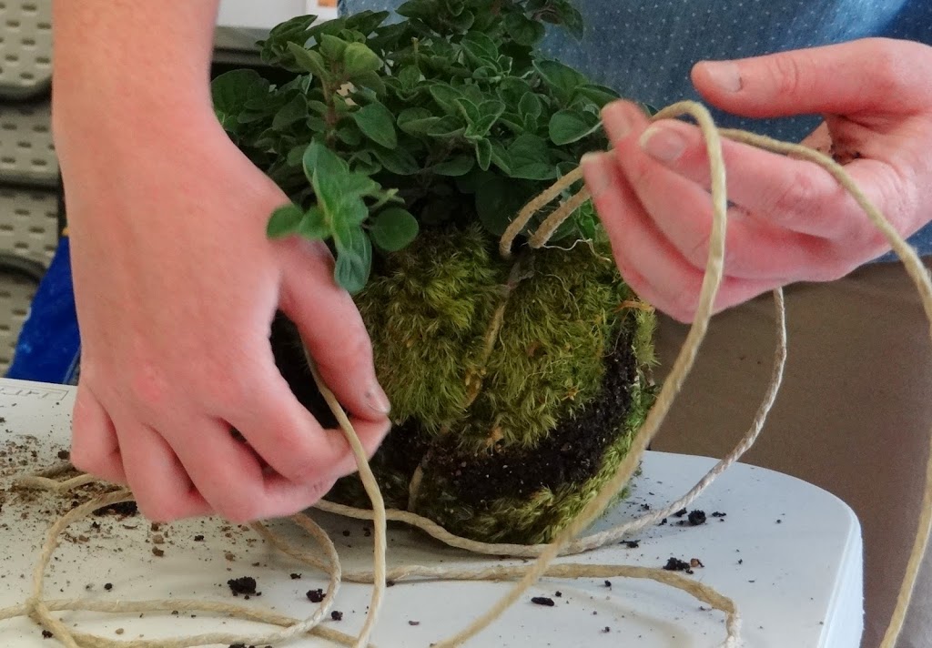 How To Plant a Kokedama String Herb Garden #DIY #Gardening