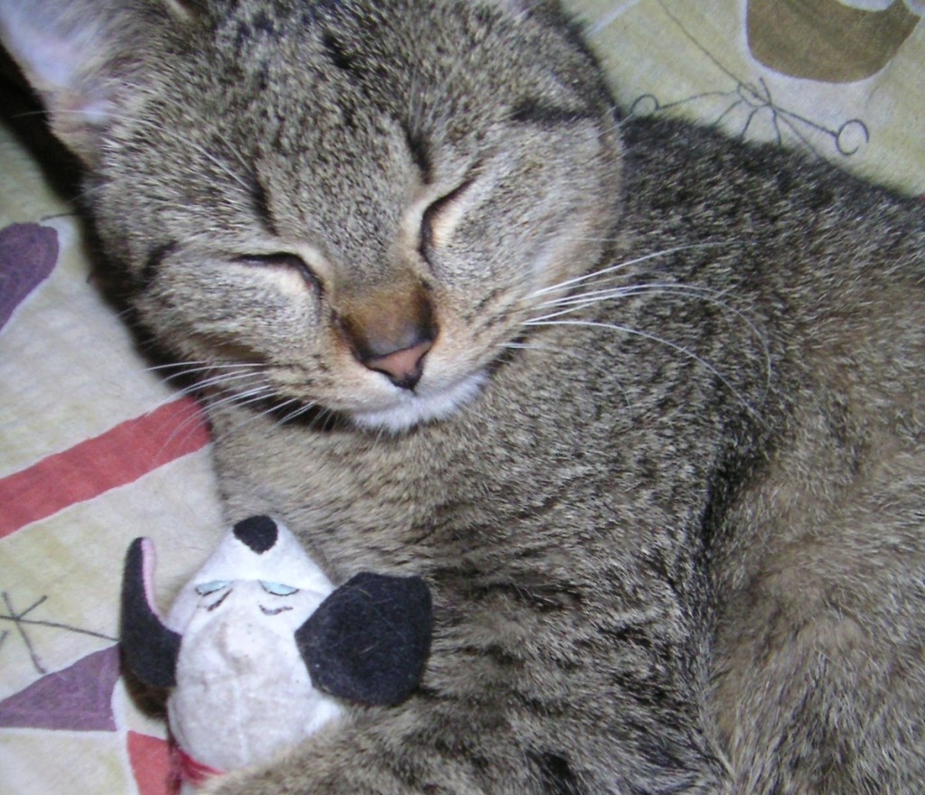 Ideas for a perfect Easter Basket for your cat