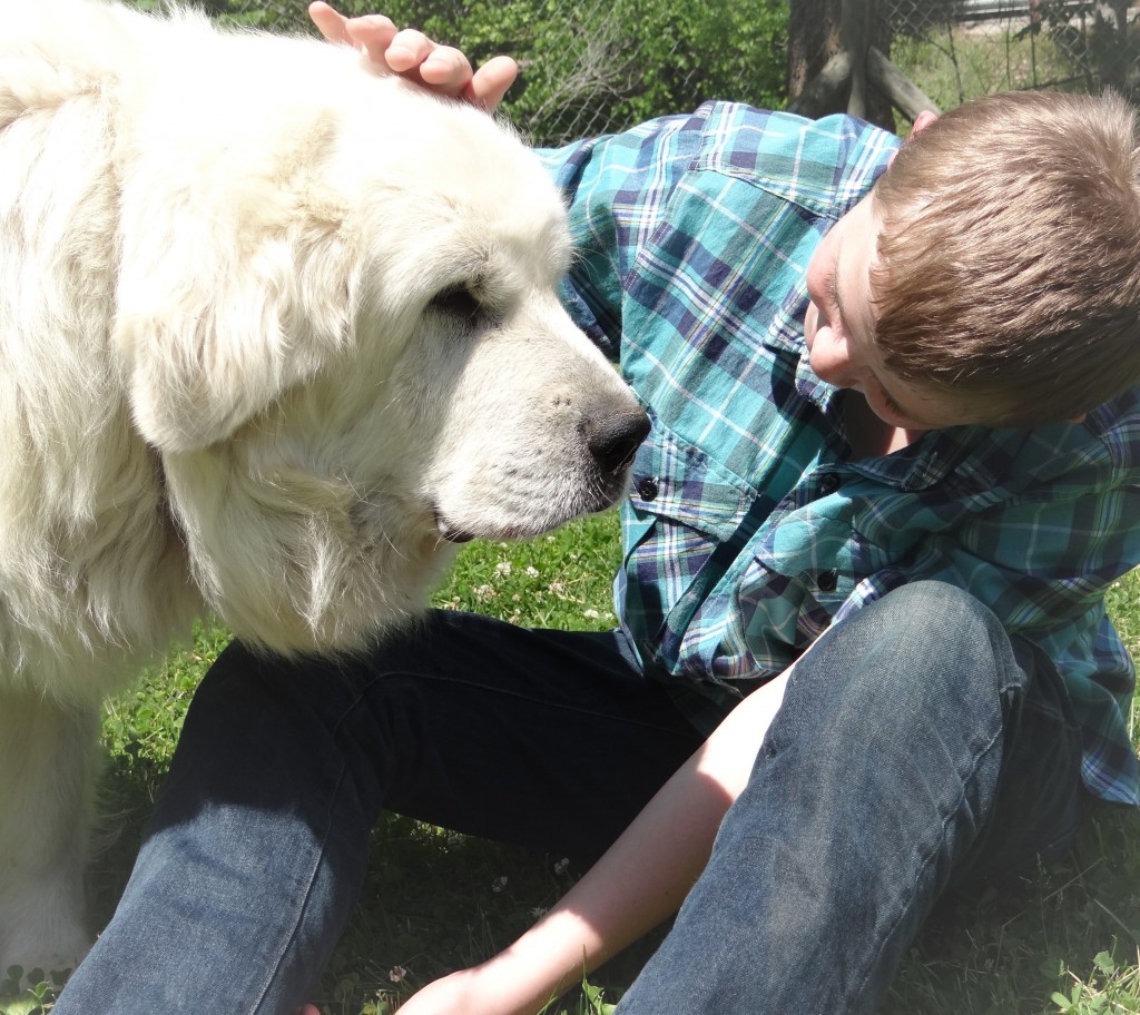 Tips for Traveling with Large Breed Dogs HonestToDog Rural Mom