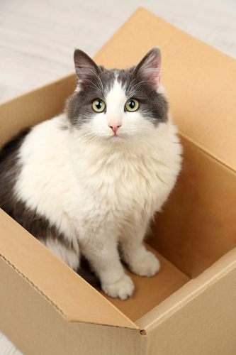 8 Clever Ways to Reuse Cardboard Boxes Rural Mom