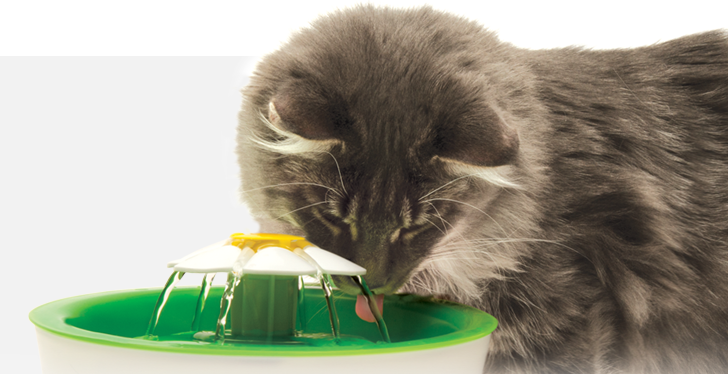 Our Top Holiday Gift Pick for Cats is the Cat-It Oasis!