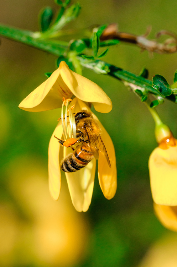 We Need The Bees - How You Can Help