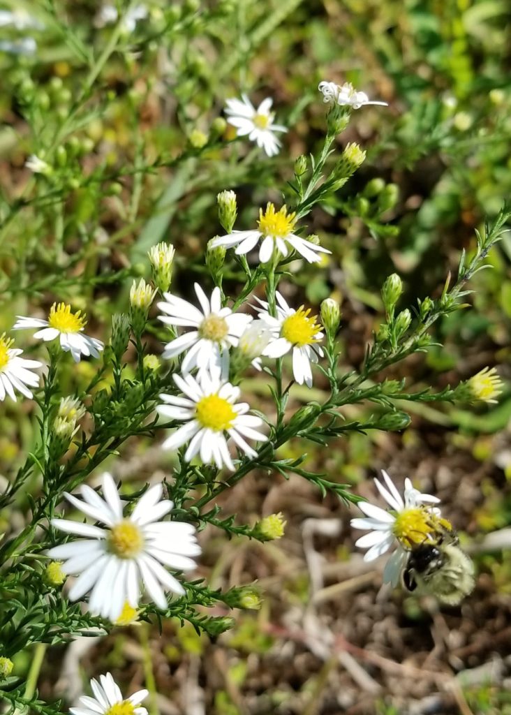 What Are Bee-Friendly Plants? | Plant a Bee Garden!