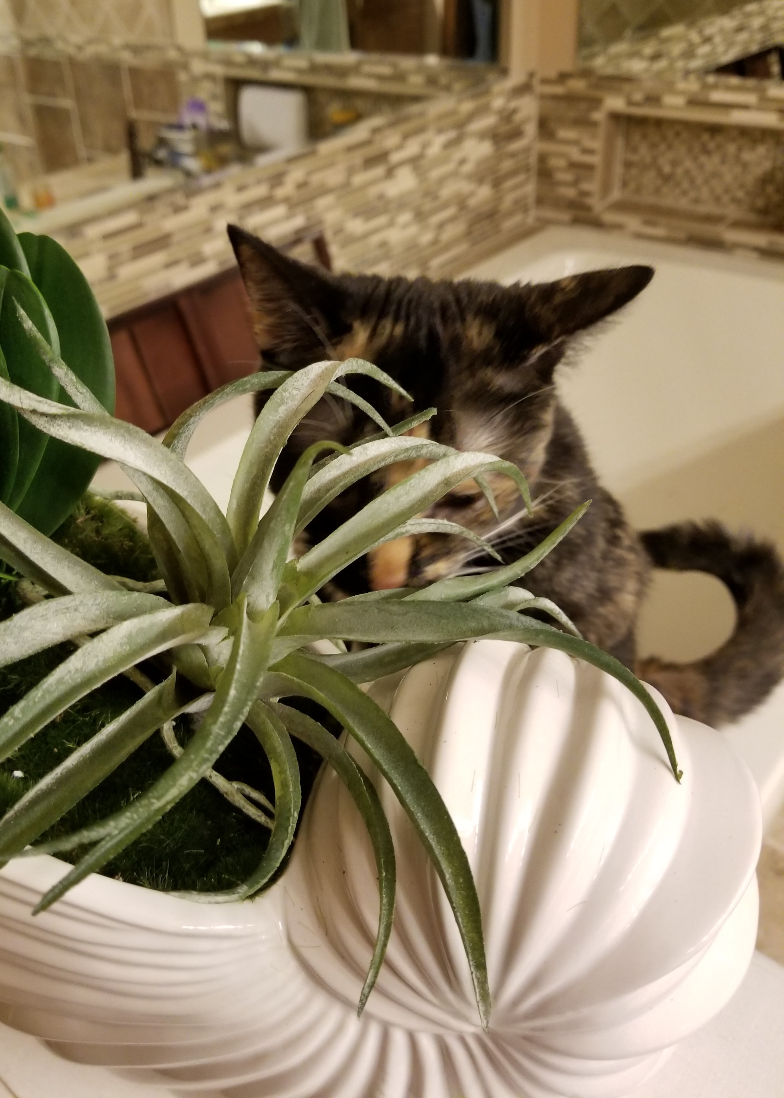 Can Silk Flowers Look Real? Rural Mom