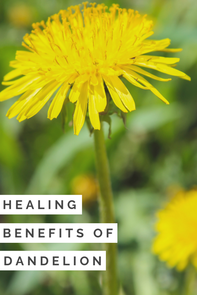 The Healing Benefits of Dandelion Rural Mom