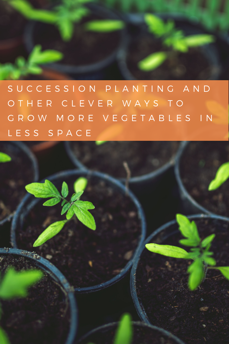 Succession Planting and Other Clever Ways to Grow More Vegetables in Less Space