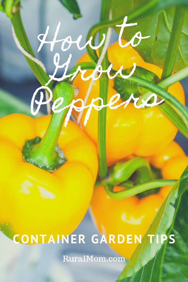 How To Grow Peppers in Your Container Garden