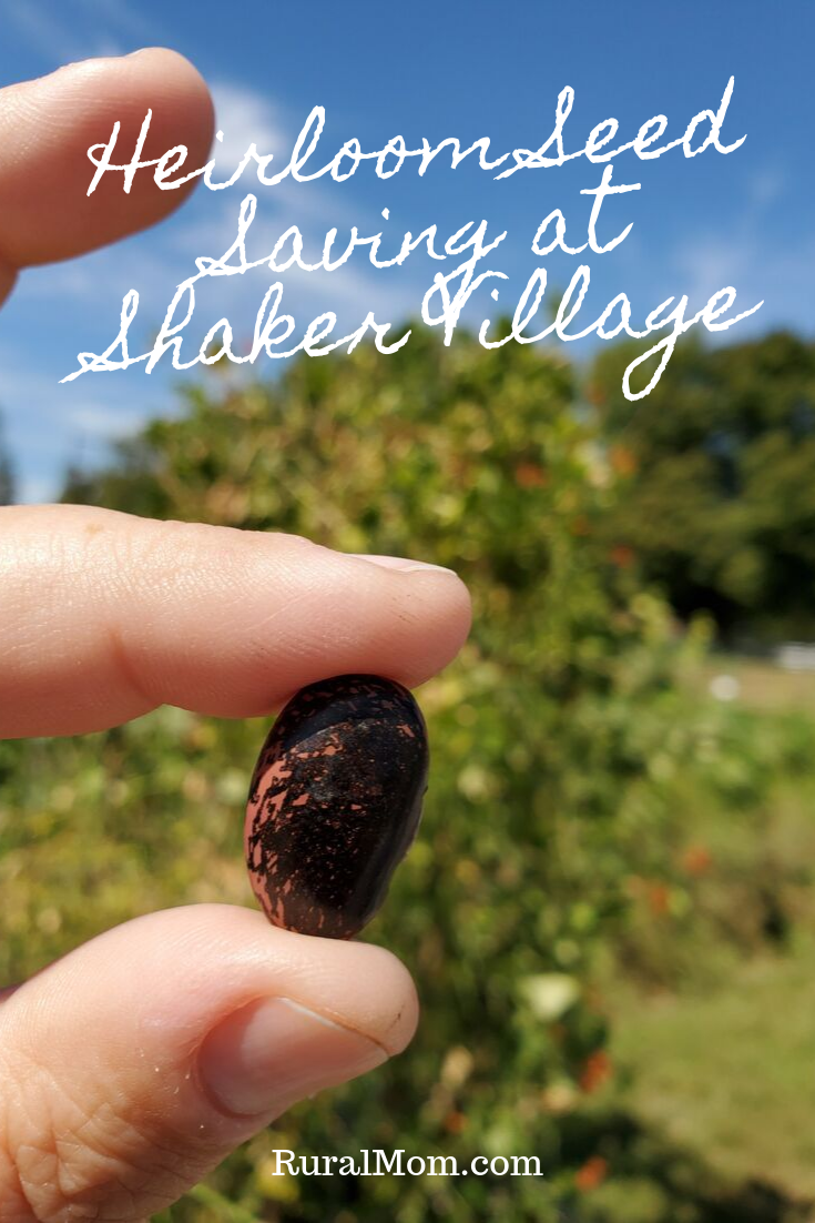 Heirloom Seed Saving at Shaker Village