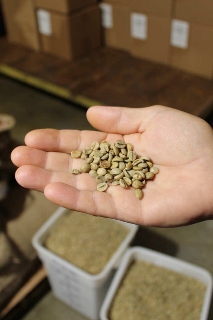 How Coffee Beans Grow Rural Mom