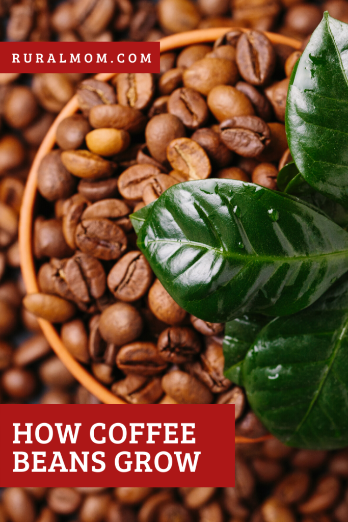 How Coffee Beans Grow Rural Mom