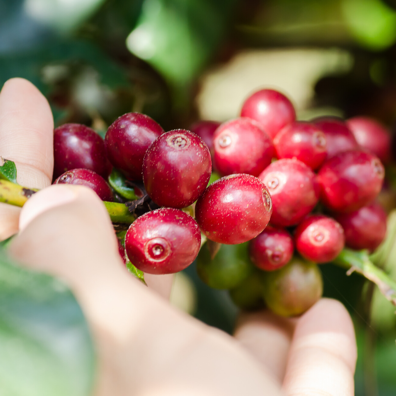 Coffee Beans Grow Rural