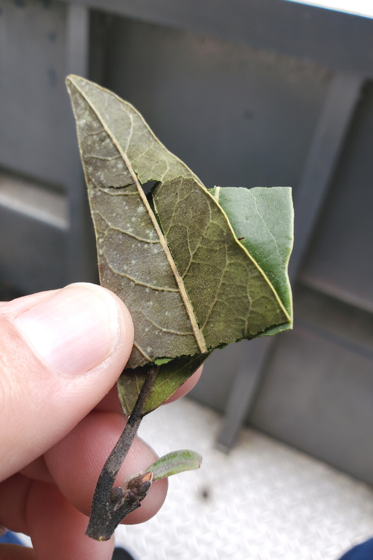 Steep This! Health Benefits of Bay Leaf Steep This! Health Benefits of Bay Leaf