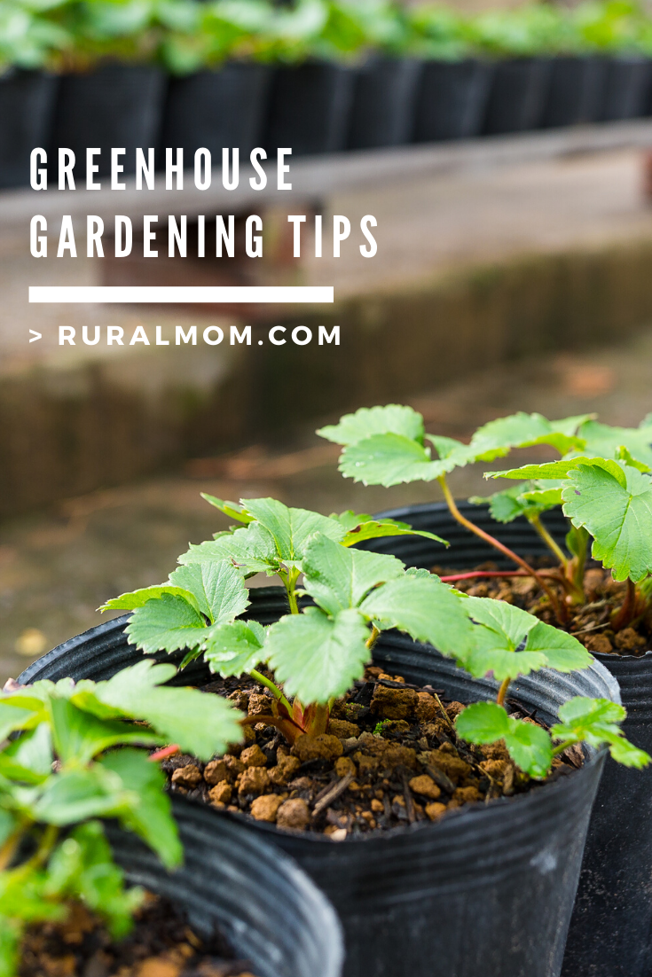Greenhouse Gardening Tips for Beginners Rural Mom