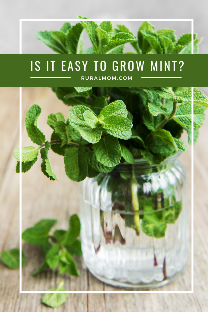 Is It Easy To Grow Mint? Rural Mom