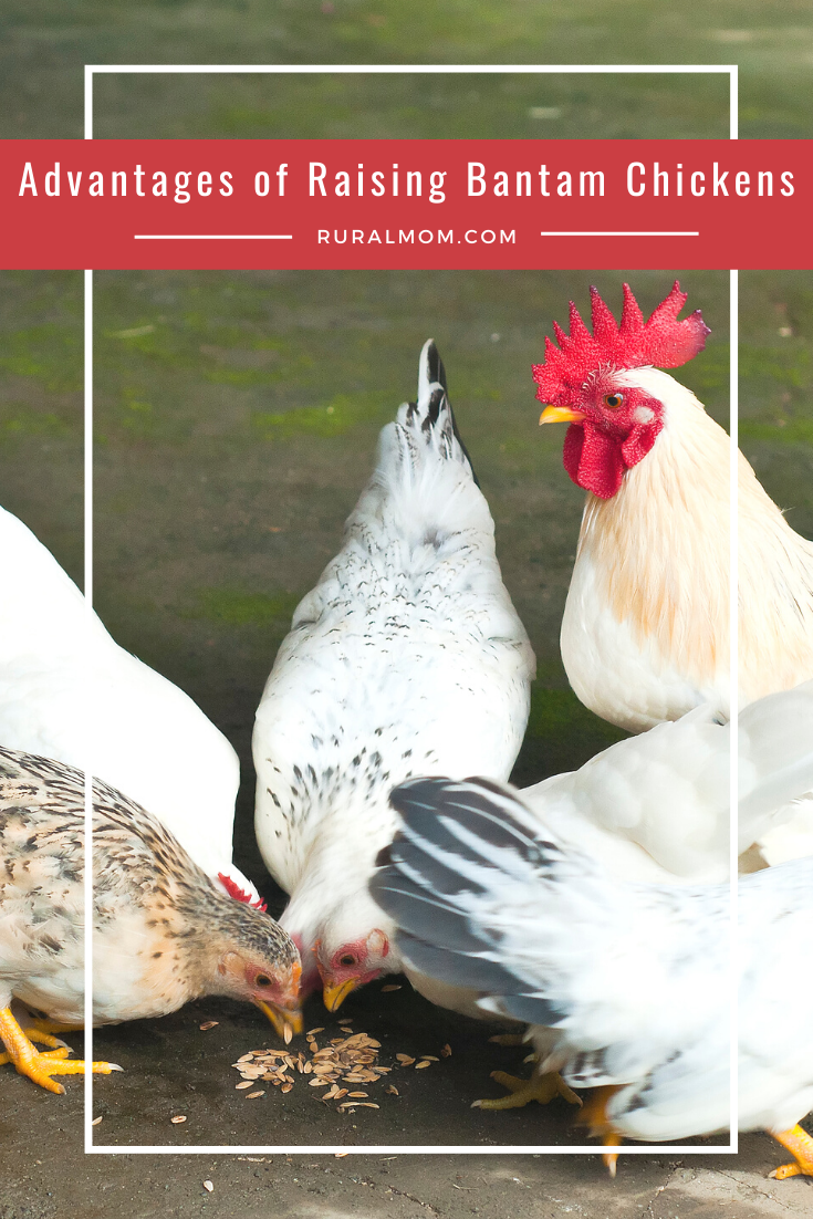 Advantages of Raising Bantam Chickens Rural Mom