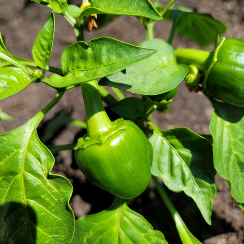 How do Pepper Plants Grow Best? Rural Mom