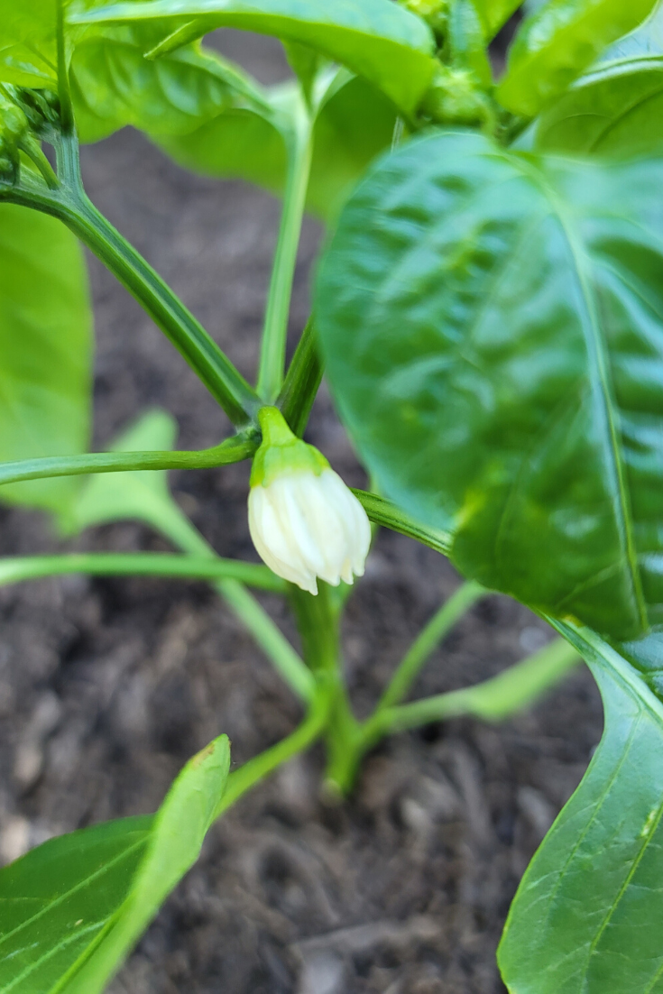 How do Pepper Plants Grow Best? Rural Mom How do Pepper Plants Grow Best? Rural Mom