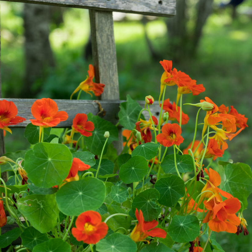 What are the best flowering vines for your trellis? Rural Mom