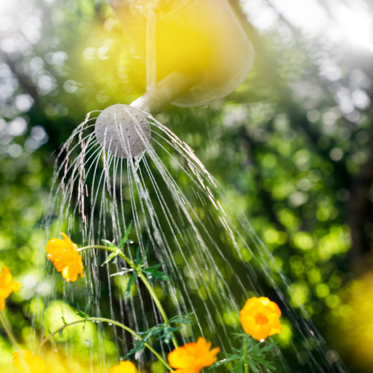 Summer Garden Maintenance Tips Rural Mom