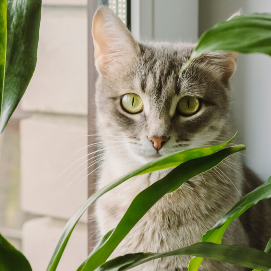 What indoor plants are safe for cats? Rural Mom