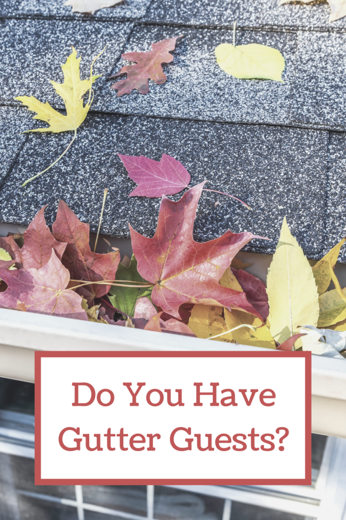 Do You Have Gutter Guests?