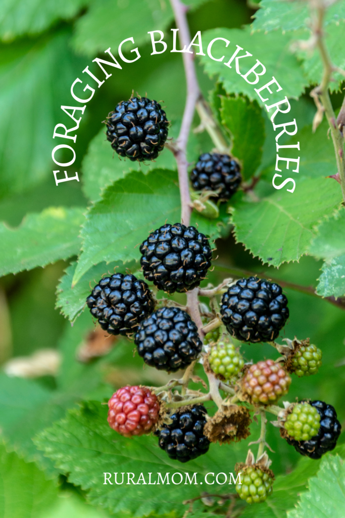 Tips and Tricks for Foraging Summer Blackberries