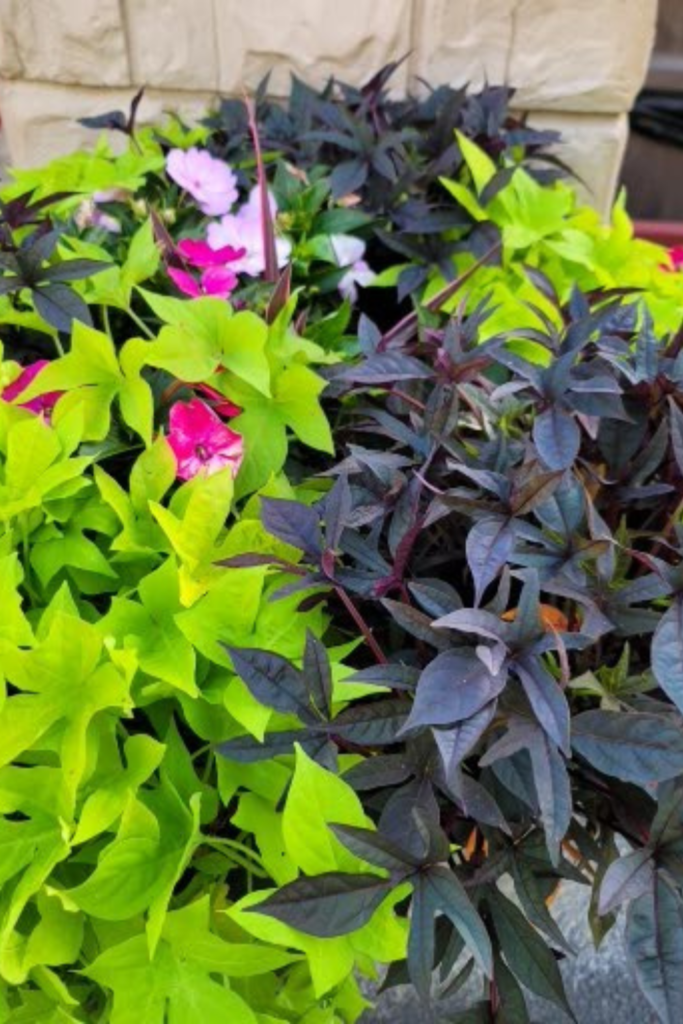 Gardening Tips from a Theme Park Landscaper