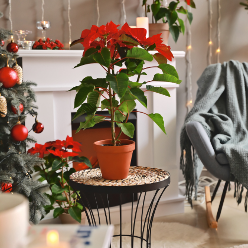 Country Christmas Decoration Ideas and Inspiration