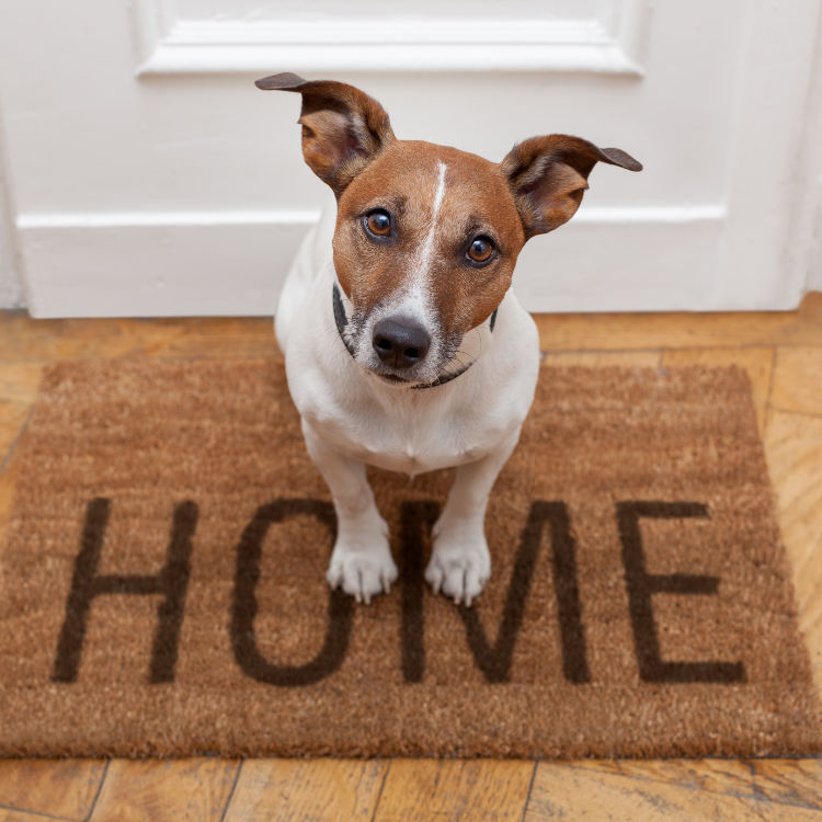 How To Help Your New Dog Settle In Your Home Rural Mom