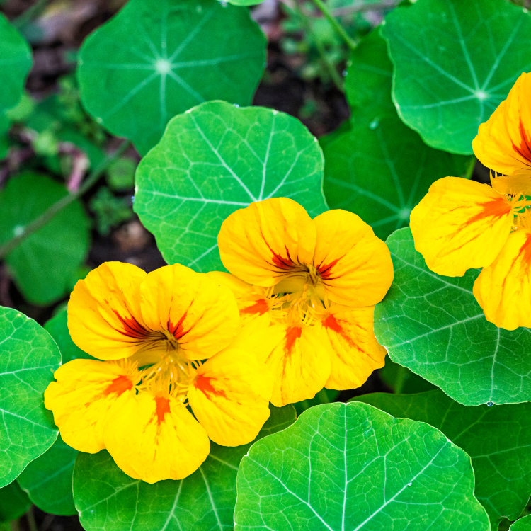 What Edible Flowers Should I Grow? Rural Mom