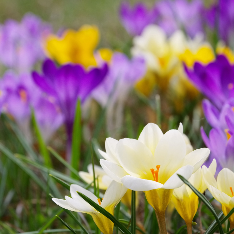 12 Best Flowers To Plant in Spring Rural Mom