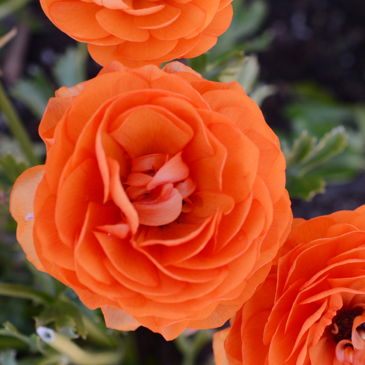 12 Best Flowers To Plant in Spring Rural Mom