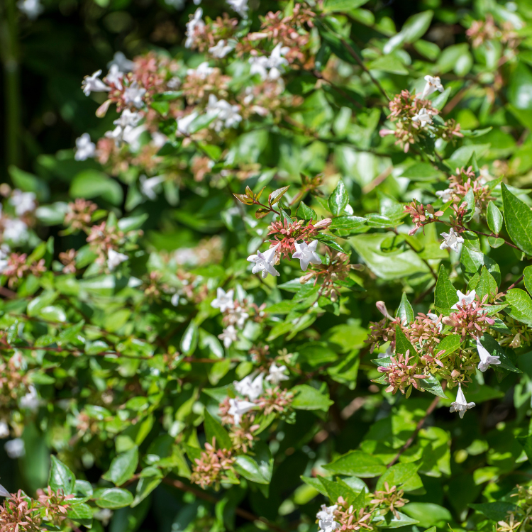 Unusual Evergreen Shrubs To Plant This Summer
